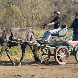 Romano - Stage d'attelage